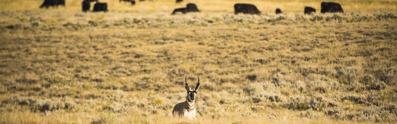 2020 Wyoming Antelope