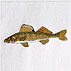 Walleye