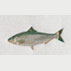 Alabama Shad