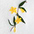 Carolina Jessamine