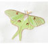 Luna Moth