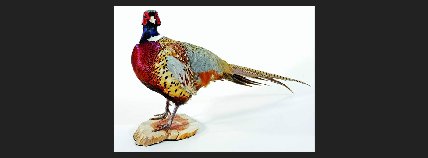 Pheasant 1
