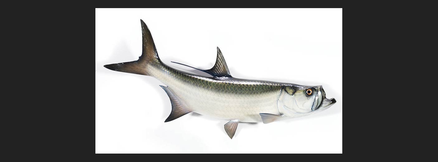 Tarpon