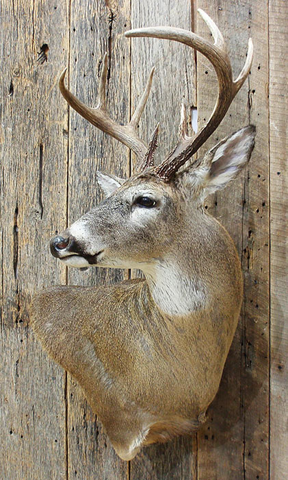 stuffed deer head for sale