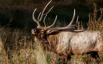 The New Elk Herds of the American East