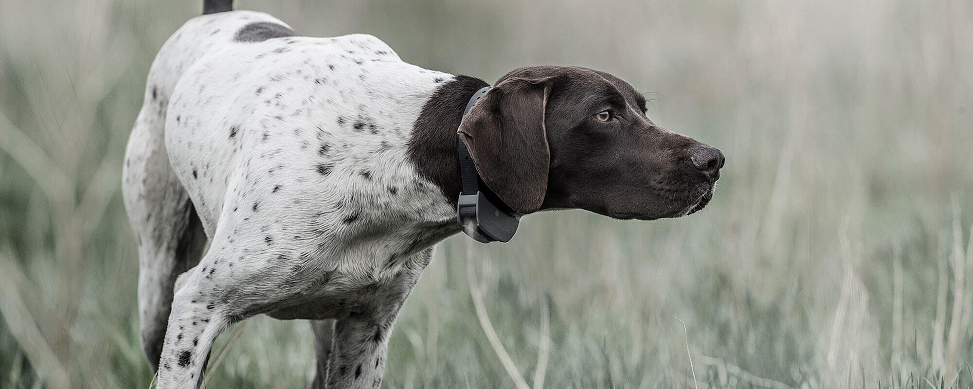 bass pro shop shock collars